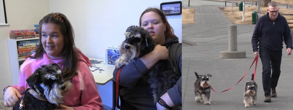 Askur og Laddi eru léttir á fæti.