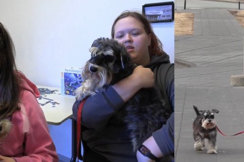 Askur og Laddi eru léttir á fæti.