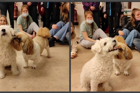 Hvuttar í heimsókn